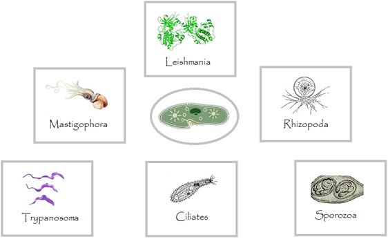 Diseases caused by Protozoa